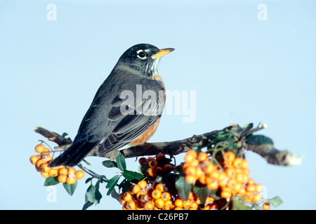 Robin en profil avec orange flowers Banque D'Images