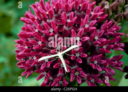 Asclepias purpurascens Asclépiade pourpre, et un panache blanc espèce Banque D'Images