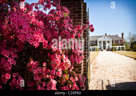 Boone Hall Plantation à Charleston, SC. Banque D'Images