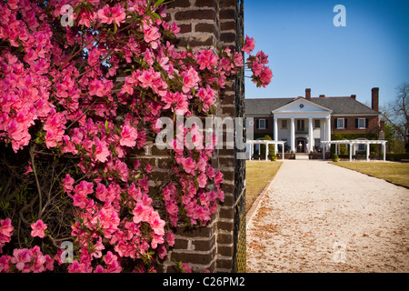 Boone Hall Plantation à Charleston, SC. Banque D'Images