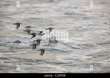 Bécasseau sanderling (Calidris alba), troupeau de mue en plumage nuptial en vol au dessus de l'océan. Banque D'Images