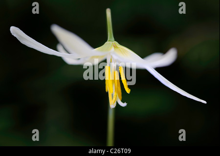 Un fauve blanc sauvage lily au printemps à Salem, Oregon. L'éclairage a été fait avec une lampe de poche et de la peinture. Banque D'Images