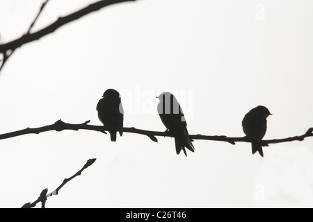 Trois silhouettes d'hirondelles d'arbre sur une brindille Banque D'Images