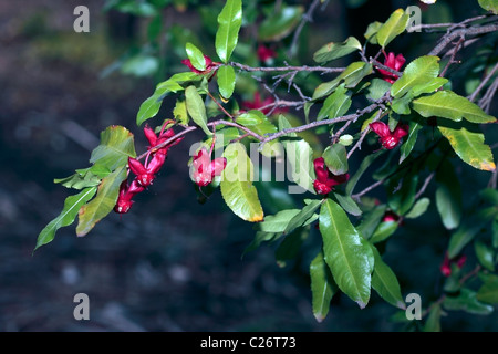 Bush Carnaval / Mickey Mouse plant- Ochna serrulata syn.Ochna et Diporidium altropurpurea serrulatum - Famille Ochnacées Banque D'Images