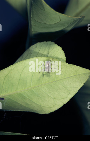 Lynx femelle araignée australienne- Oxyopes elegans- Famille Oxyopidae Banque D'Images