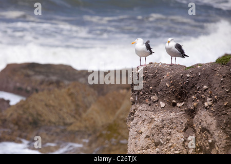 Deux Californie Goéland argenté (Larus californicus) reposant sur la falaise Banque D'Images