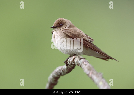 Northern Rough-winged Swallow Banque D'Images