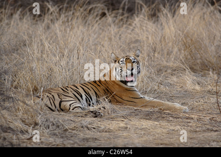 La Reine Tigresse nommée machali posant dans la Réserve de tigres de Ranthambore, Rajasthan, Inde. ( Panthera tigris ) Banque D'Images