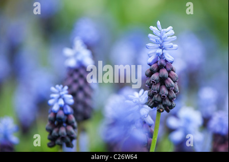 Muscari latifolium. Feuillus Decor fleurs Banque D'Images