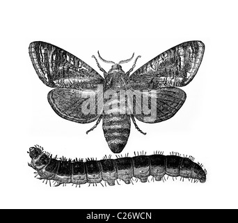 Jardin des destroyers. L'espèce caprine, Cossus ligniperda, illustration de l'époque victorienne du xixe siècle, illustration Banque D'Images