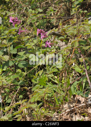 Lychnis viscaria Scouler, collant Banque D'Images