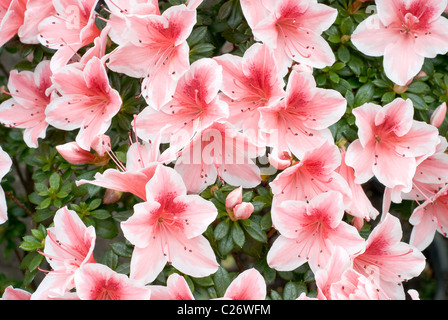 L'azalée (Rhododendron simsii - Mevrouw Gerard Kint) au printemps Bloom Banque D'Images