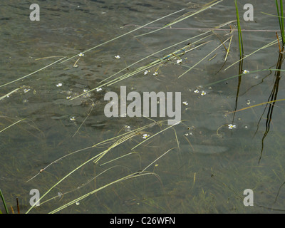 De l'eau flottant-plantain, luronium natans Banque D'Images