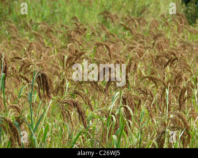 Domaine de panic millet, Ratnagiri, Maharashtra, Inde Banque D'Images