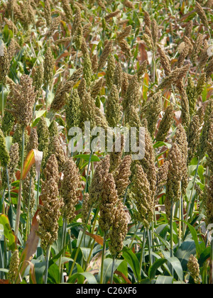 Domaine de Sorghum bicolor, Jawar, Maharashtra, Inde Banque D'Images