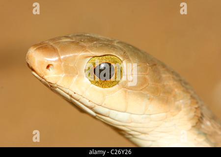 Boomslang (Dispholidus typus) en Ouganda Banque D'Images