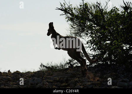 Hopping Kangourou, Cape Range National Park, Exmouth Australie Occidentale Banque D'Images