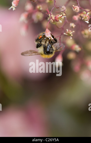 Bumblebee la collecte du pollen de fleur de jardin Banque D'Images