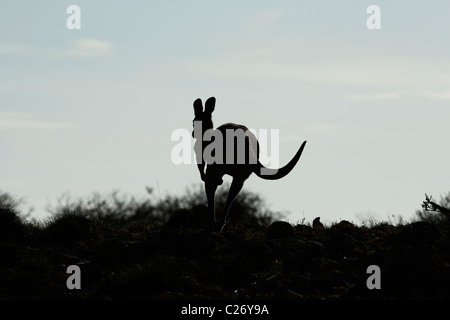 Hopping Kangourou, Cape Range National Park, Exmouth Australie Occidentale Banque D'Images