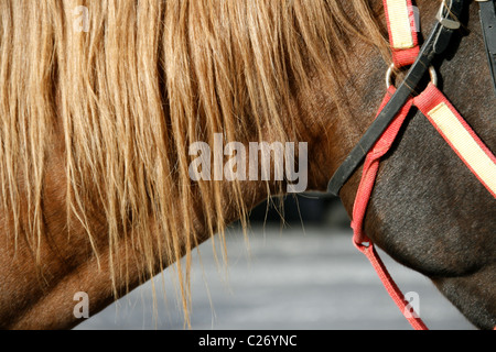 Détail de cheval avec sangles kit adhésif rouge rein rênes Banque D'Images