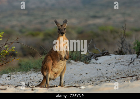 Portrait d'un Kangourou gris de l'Est du parc national de Cape Range, au nord-ouest de l'Australie Banque D'Images