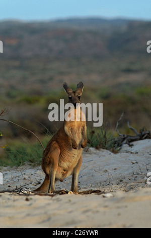 Portrait d'un Kangourou gris de l'Est du parc national de Cape Range, au nord-ouest de l'Australie Banque D'Images