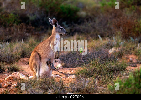 Kangourou avec Joey en sachet, Cape Range National Park, Exmouth Australie Occidentale Banque D'Images