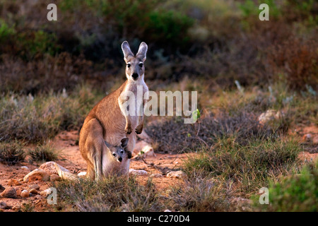 Kangourou avec Joey en sachet, Cape Range National Park, Exmouth Australie Occidentale Banque D'Images