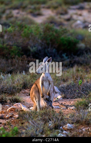 Kangourou avec Joey en sachet, Cape Range National Park, Exmouth Australie Occidentale Banque D'Images