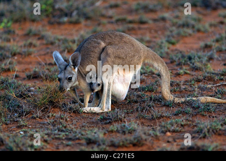 Kangourou avec Joey en sachet, Cape Range National Park, Exmouth Australie Occidentale Banque D'Images