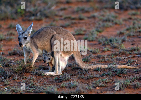 Kangourou avec Joey en sachet, Cape Range National Park, Exmouth Australie Occidentale Banque D'Images