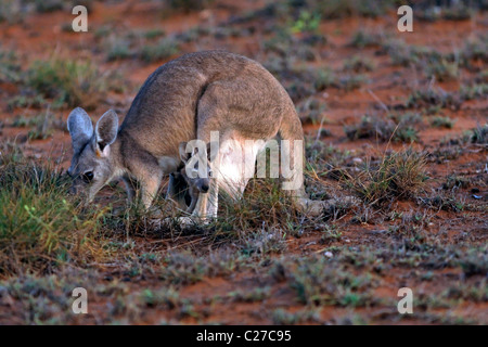 Kangourou avec Joey en sachet, Cape Range National Park, Exmouth Australie Occidentale Banque D'Images