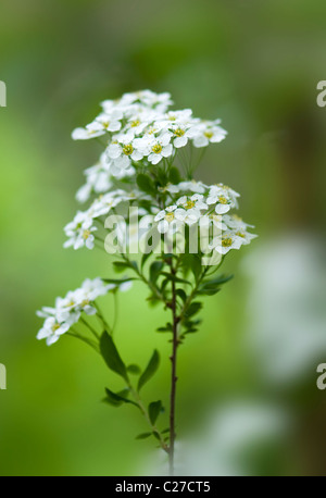 - Spiraea Arguta 'Couronne' Suite Nuptiale, Spiraea Banque D'Images