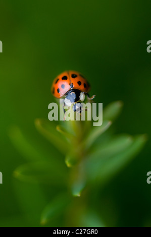 Ladybird - Arlequin Harmonia axyridis Banque D'Images