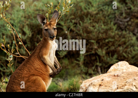 Portrait d'un Kangourou gris de l'Est du parc national de Cape Range, au nord-ouest de l'Australie Banque D'Images