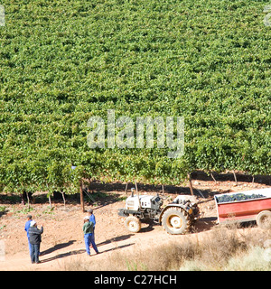 Grabouw wine farm à Western Cape - vendanges Banque D'Images