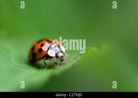 Ladybird - Arlequin Harmonia axyridis Banque D'Images