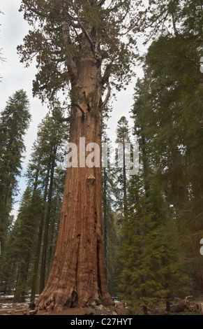 General Sherman Tree, l'arbre vivant le plus important au monde,l'âge de 3 200 ans, hauteur 311 pieds, Sequoia National Park, Californie, USA (la Banque D'Images