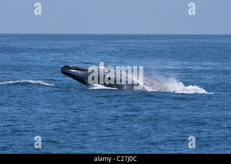 Rorqual bleu (Balaenoptera Musculus) violer, extrêmement rare rare image. Monterey, Océan Pacifique. Pas une manipulation numérique. Banque D'Images