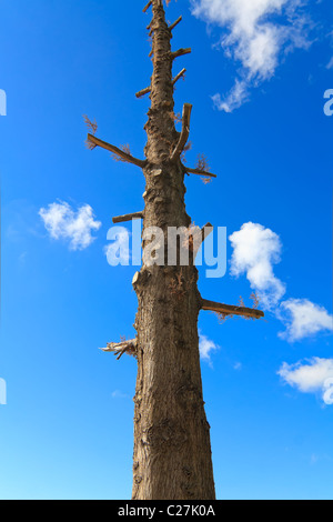 Arbre avec pas de branches en raison de la récolte excessive et l'incendie Banque D'Images