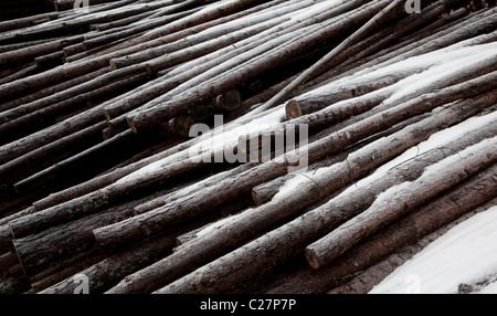 Gros plan de la pile de grumes de pin ( pinus sylvestris ) , Finlande Banque D'Images