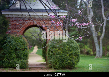 Redbud fleurit dans l'avant-plan d'un jardin sur la James River, en Virginie. Banque D'Images