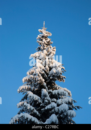 Cime d'épinette enneigée ( picea abies ) à Winter (Finlande) Banque D'Images