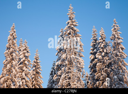 Forêt de taïga d'épinette ( picea abies ) à Winter (Finlande) Banque D'Images