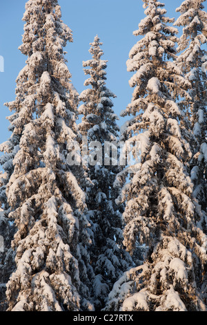 Forêt de taïga d'épinette ( picea abies ) à Winter (Finlande) Banque D'Images