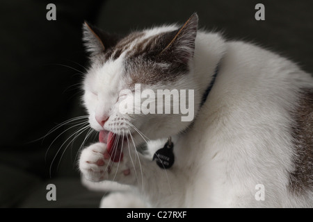 Un gros plan d'un chat léchant sa patte. Banque D'Images