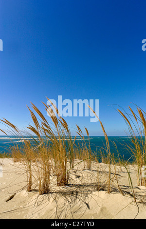 Regardant à travers les herbes folles à la mer à bassin d'arcachon à partir de la dune du Pilat.copy space.debout libre. Banque D'Images