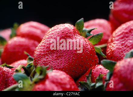 Macro Close up de fraisiers jardin fraîchement cueillies Banque D'Images