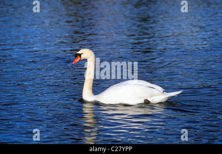 Portrait d'un cygne muet, Cygnus olor, sur une rivière Banque D'Images