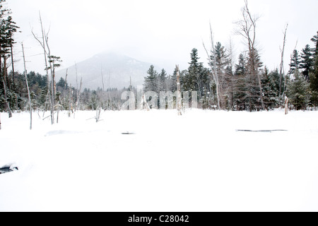 High key shot de forêt dans Lincoln, New Hampshire, USA Banque D'Images